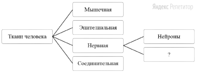 Рассмотрите предложенную схему классификации тканей человека.