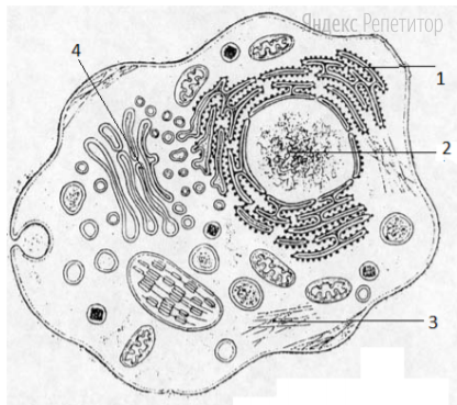 Какой цифрой на рисунке клетки обозначен хроматин?