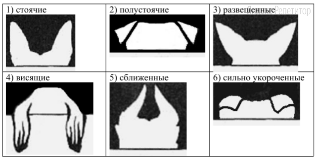 В. Форма ушей