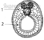 Установите соответствие между структурами и зародышевыми листками, обозначенными на рисунке цифрами 1, 2: к каждой позиции, данной в первом столбце, подберите соответствующую позицию из второго столбца.