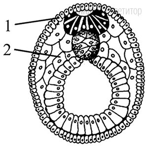 Установите соответствие между структурами и зародышевыми листками, обозначенными на рисунке цифрами ..., ..., из которых эти структуры формируются: к каждой позиции, данной в первом столбце, подберите соответствующую позицию из второго столбца.