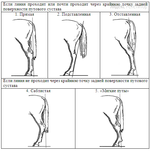 Д. Постановка задних конечностей (относительно линии, соединяющей крайнюю точку задней поверхности седалищного и пяточного бугров)