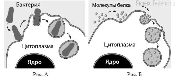 Какие процессы изображены на рисунках ... и ...?