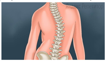 Рассмотрите рисунок с изображением позвоночника человека.