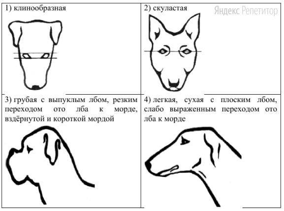 Б. Форма головы