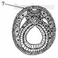Рассмотрите рисунок с изображением схемы строения эмбриона ланцетника.