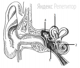 На рисунке полость среднего уха обозначена цифрой