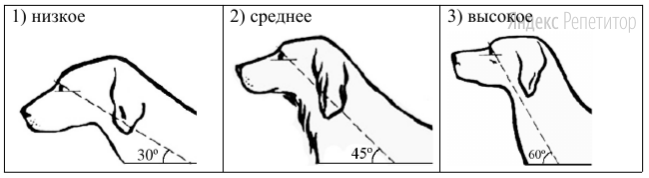 Г. Положение шеи (пунктирная линия, образующая угол с горизонтальной плоскостью, параллельна задней поверхности шеи и проходит через глаз)