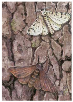 На рисунке представлены светлые и тёмные
бабочки берёзовой пяденицы на стволе берёзы. В рамках эксперимента изолированный участок берёзового леса были выпущены светлые и тёмные бабочки в соотношении 1 : 1.