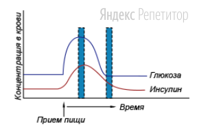 Проанализируйте график, отражающий концентрацию глюкозы и инсулина в крови после приема пищи.