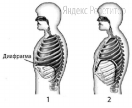 На рисунке изображены вдох и выдох человека.