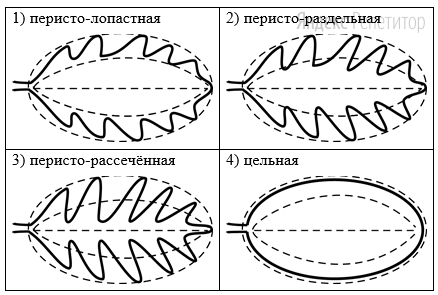 Выберите характеристики, соответствующие его строению, по следующему плану: тип листа; жилкование листа; форма листа; тип листа по соотношению длины, ширины и по расположению наиболее широкой части; форма края. При выполнении работы используйте линейку.