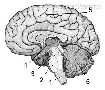 Выберите три верно обозначенные подписи к рисунку «Строение головного мозга человека».