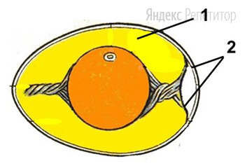 Назовите яйцевые оболочки, обозначенные на рисунке цифрами ... и .... Укажите их функции. У какого класса хордовых животных впервые появились эти оболочки и с чем связано их появление?