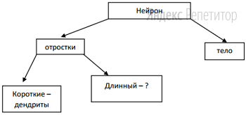 Рассмотрите предложенную схему строения нейрона.
