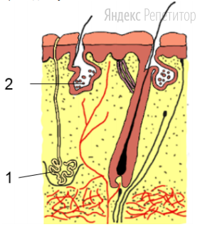 Рассмотрите схему строения кожи человека и проанализируйте таблицу,
приведенную ниже.