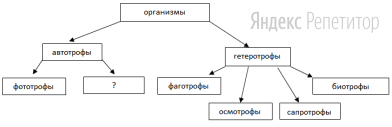 Рассмотрите предложенную схему деления организмов по типам питания.