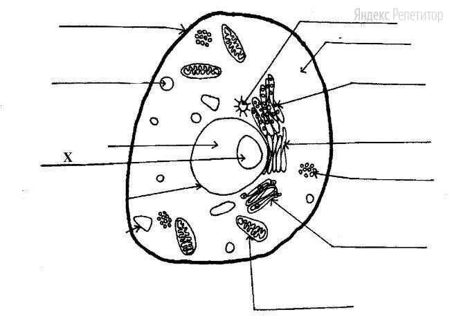 Какая структура клетки образует органеллы, обозначенные на рисунке буквой ...