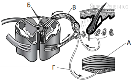 Какой буквой обозначен на рисунке двигательный нейрон?