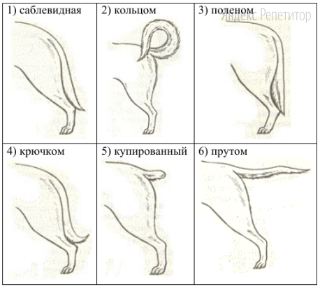 Д. Форма хвоста