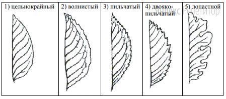 Д. Форма края листа 