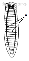 Какая система органов плоского червя – планарии –
обозначена на рисунке вопросительным знаком?