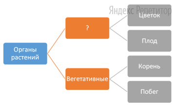 Рассмотрите предложенную схему строения органов растения.
