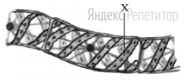 Рассмотрите рисунок клеток спирогиры и укажите, какая составляющая клетки
обозначена буквой ...