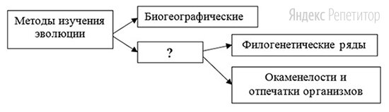 Рассмотрите предложенную схему классификации методов изучения эволюции.