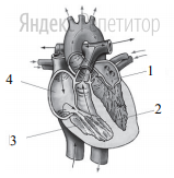 На рисунке изображена схема строения сердца человека.