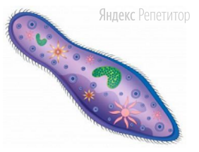 Укажите три характеристики изображенного на рисунке организма.
