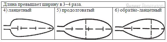 Г. Тип листа по соотношению длины, ширины и по расположению наиболее широкой части