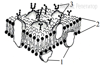 Какие элементы строения наружной клеточной мембраны обозначены на
рисунке цифрами 1, 2, 3 и какие функции они выполняют? 