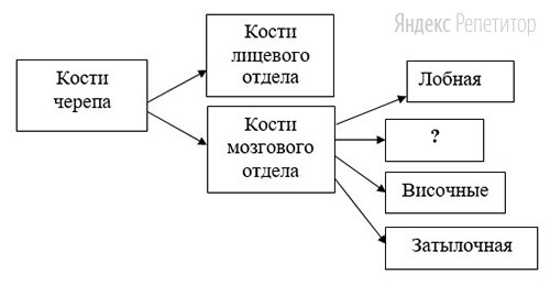 Рассмотрите предложенную схему классификации костей черепа.