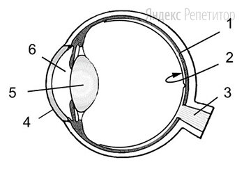 Выберите три верно обозначенные подписи к рисунку «Строение глаза человека». 