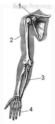 Какой цифрой обозначена кость предплечья?