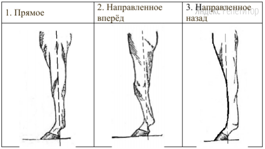 Г. Расположение запястья передней конечности (относительно линии,
соединяющей середину локтя с задней частью копыта)
