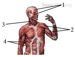 Какой цифрой на рисунке обозначены мимические мышцы?