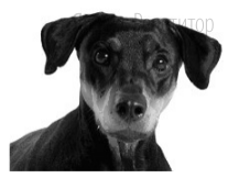 Рассмотрите фотографию собаки породы немецкий пинчер. Выберите
характеристики, соответствующие её внешнему строению, по следующему
плану: окрас собаки, форма головы, форма ушей, положение шеи, форма
хвоста. При выполнении работы используйте линейку.