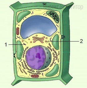 Рассмотрите рисунок с изображением эукариотической клетки и определите
название структур, обозначенных на рисунке цифрами ... и ... функции и
количество мембран представленных структур.