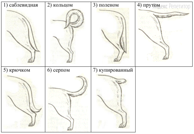 Д. Форма хвоста