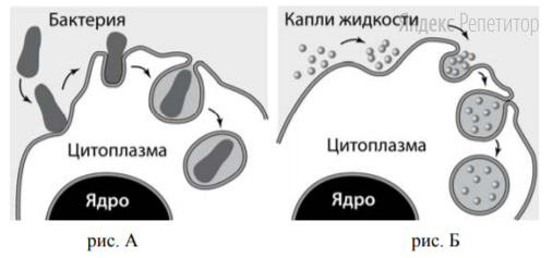 Какие процессы изображены на рисунках А и Б?