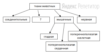 Рассмотрите классификацию основных типов тканей животных.
