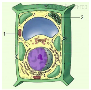 Рассмотрите рисунок с изображением эукариотической клетки и определите название структур, обозначенных на рисунке цифрами 1 и 2, функции структур и каким образом они образуются в клетке