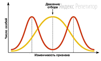 Проанализируйте график действия одной из форм естественного отбора.