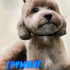 Груминг «МАЛЬТИ-ПУ», «ЙОРКИ-ПУ», "Тедди кап"