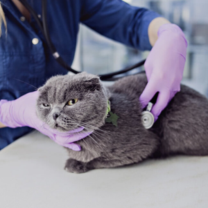 Ветеринарная терапия