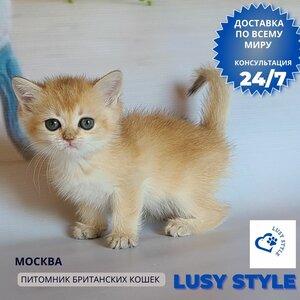Золотая шиншилла