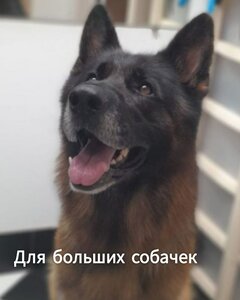Мытье и вычес больших собачек