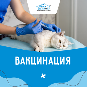 Вакцинация питомца